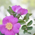 Woods Rose Seeds for Planting - 30 Seeds - Wild Rose Bush - Rosa woodsii - Perennial Flowering Plant - Garden Flower Seeds