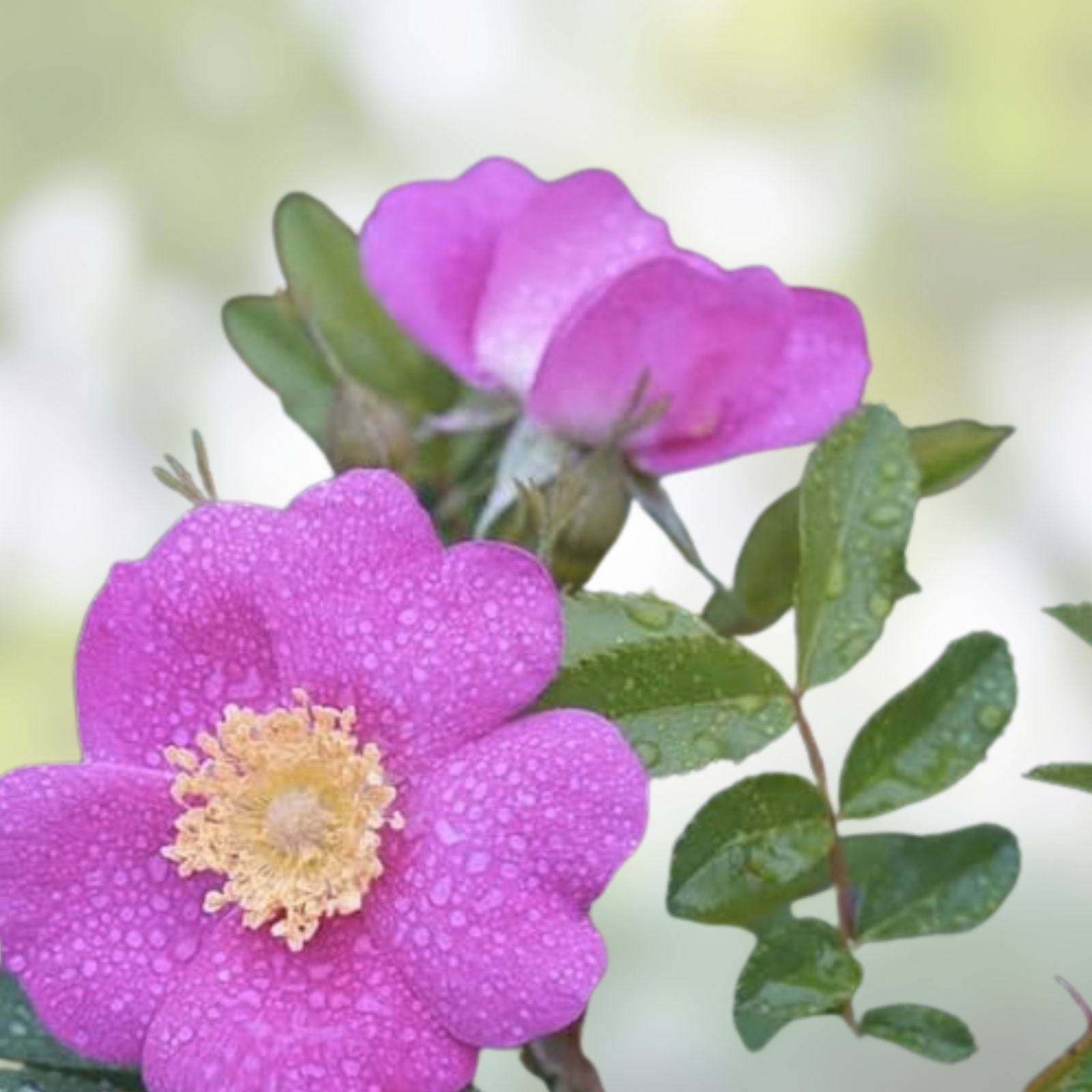 Woods Rose Seeds for Planting - 30 Seeds - Wild Rose Bush - Rosa woodsii - Perennial Flowering Plant - Garden Flower Seeds