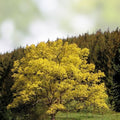 Concordia Oak Tree Bare Root 16" Quercus x introgressa Deciduous Tree Live Plant Zone 4-8