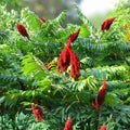 Smooth Sumac Shrub Set of 2 – Edible Berries, Vibrant Fall Color, Bare Root, Rhus glabra, 12+ Inches Live Plants