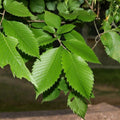 American Elm Tree Cuttings 8 Pack Non-Rooted Ulmus americana Live Plant Propagation Starter