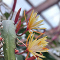 Epiphyllum Cuttings Aztec Treasure Orchid Cactus Succulent Variety Don's Cuttings AUG/1