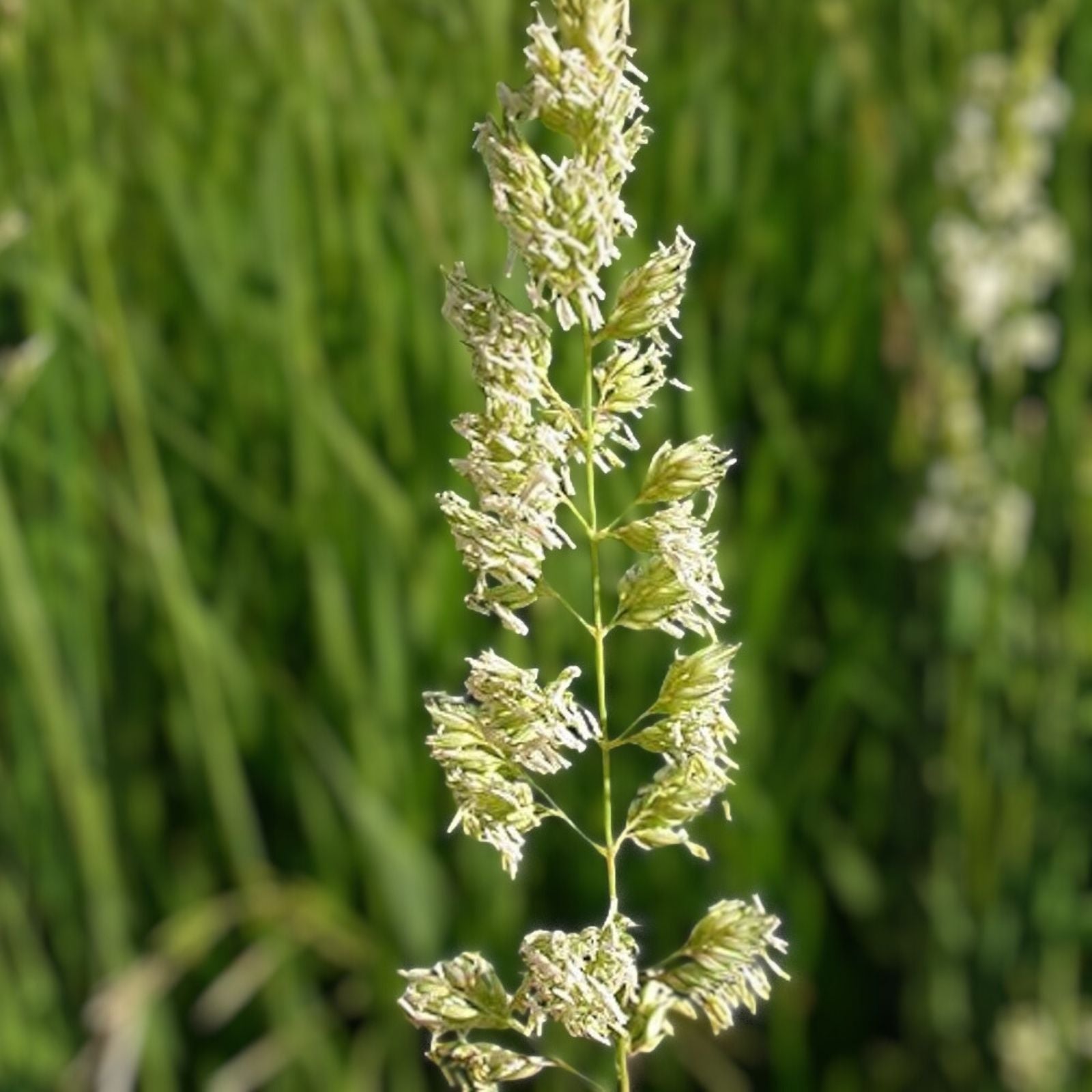 Jersey Knight Live Asparagus Bare Root Plants – 2-Year Crowns, Easy to Grow Perennial Vegetable, Asparagus officinalis