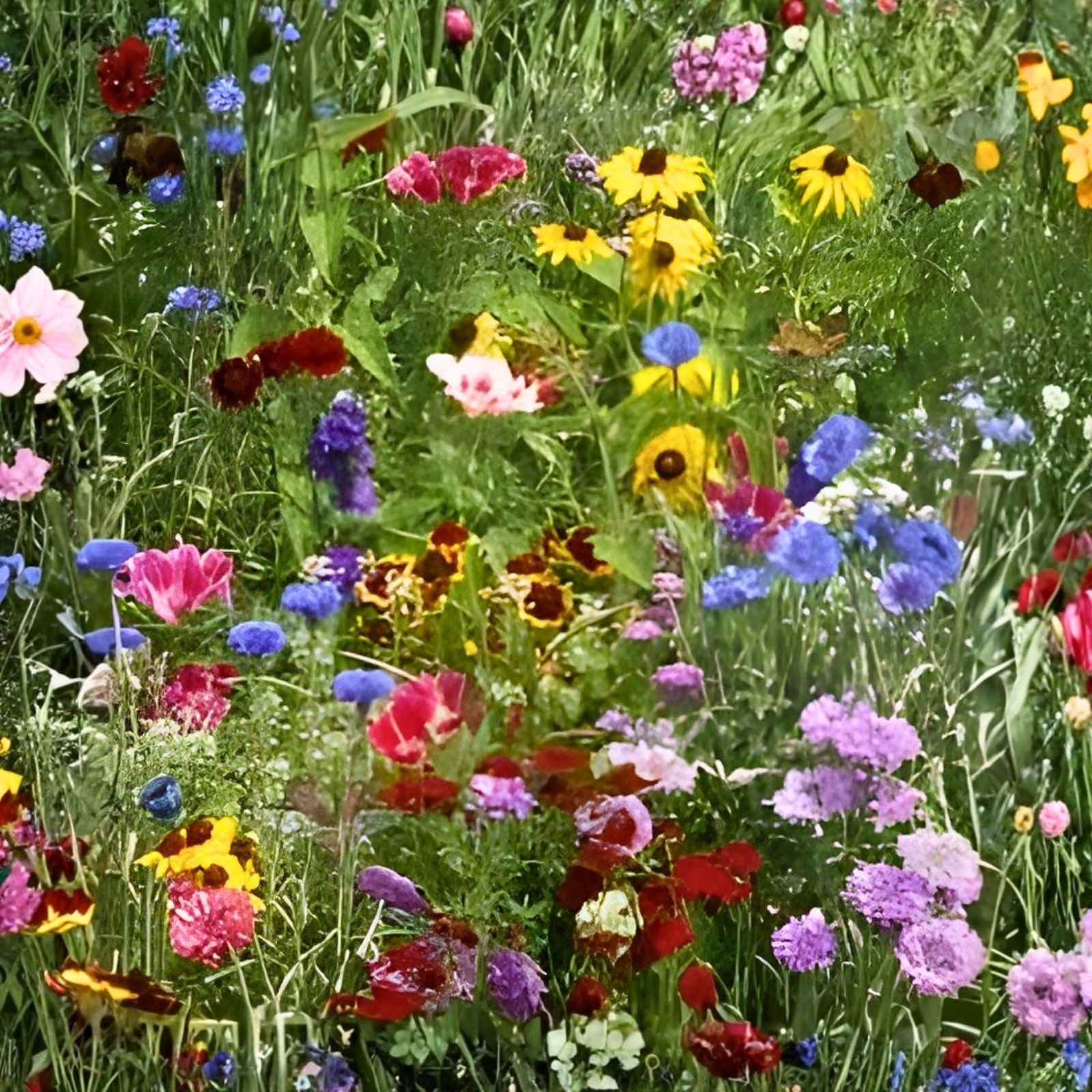 Wildflower Seed Mix for Hummingbirds & Butterflies – 200 Organic Nectar-Rich Pollinator Seeds
