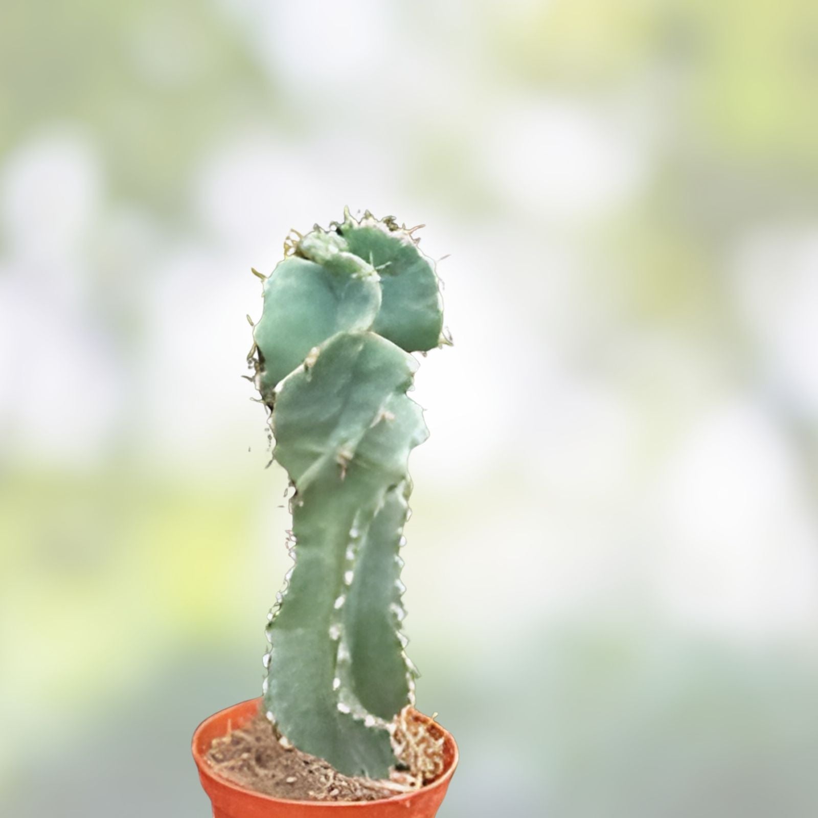 Cereus peruvianus Cactus Cutting 3 Inches Succulent Plant for Garden Indoor Decor Live Plant Starter
