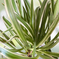 Variegated Spider Plant Babies 2 Pack, Chlorophytum comosum, Indoor Houseplants, Easy Care Live Plant, Starter Plant, Houseplant Gift