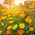 Calendula officinalis Seeds 1000+ Vivid Golden Blooms Flower Seeds for Garden Landscaping Pollinator Gardens