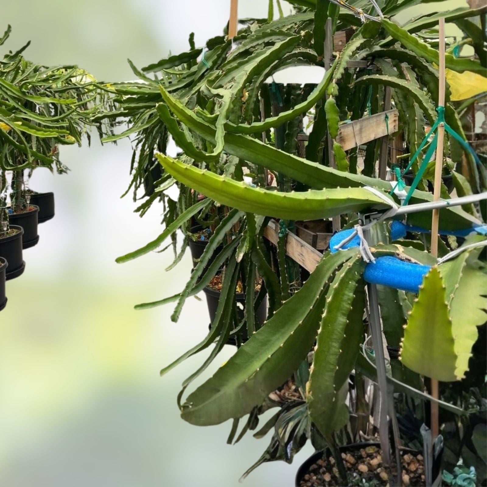 Dragon Fruit Cuttings 3-5 inches | Hylocereus spp. | Live Plant, Grafting, Multiple Varieties, Starter Plant