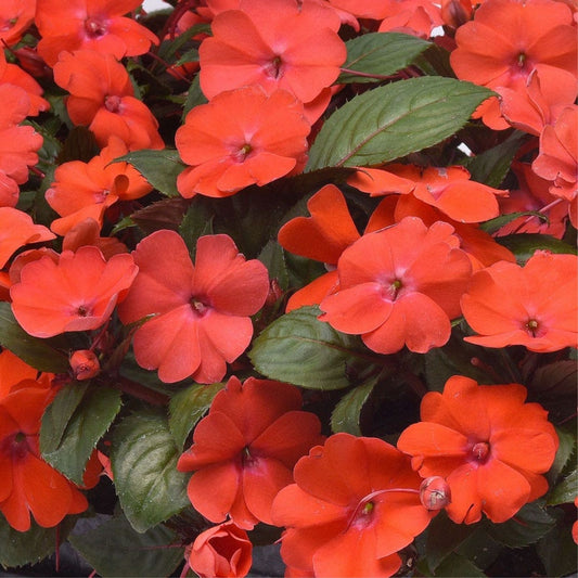 Orange Star Impatiens Seeds – 100 Premium Impatiens walleriana Flowering Seeds for Garden Patio Container Planting