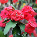 Crown of Thorns Envy Plant Cutting Euphorbia milii Succulent Indoor Outdoor Greenery
