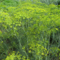 Dill Seeds 500 Pack Mammoth Long Island Heirloom Non-GMO Herb Spice Anethum graveolens
