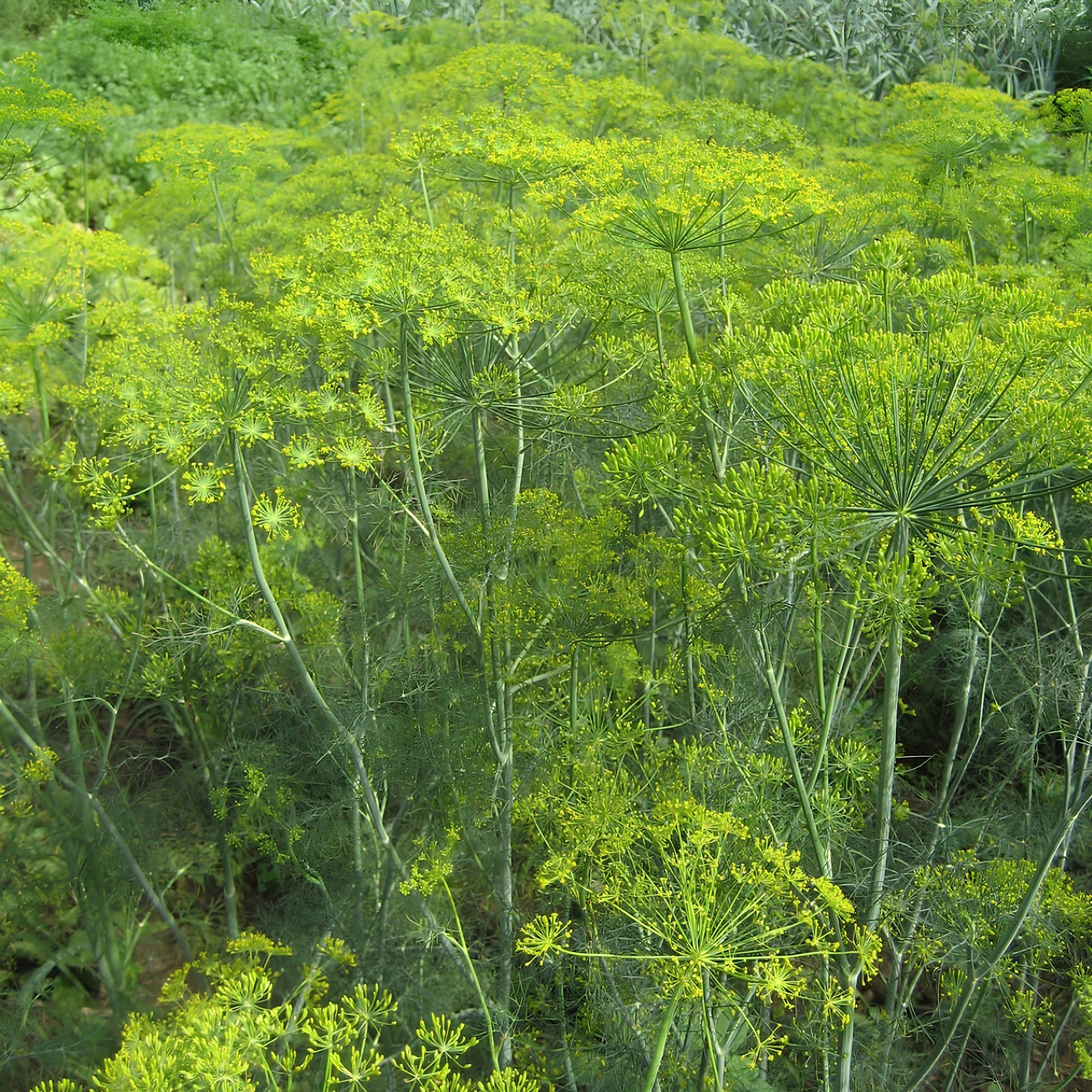 Dill Seeds 500 Pack Mammoth Long Island Heirloom Non-GMO Herb Spice Anethum graveolens