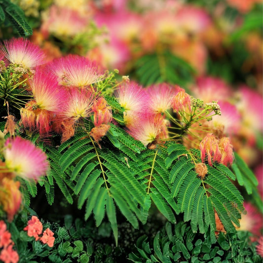 Mimosa Silk Tree Seeds 50 Count – Fast Growing, Hardy, Showy Flowers, Fragrant Albizia julibrissin Seeds