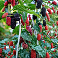 Black Mulberry Tree Cuttings 25 Morus nigra Live Plant Starter Bare Root for Planting Propagation