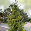 Podocarpus Macrophyllus Cuttings - Japanese Yew Bush Maki Evergreen - 10 Live Plant Cuttings for Gardening - Fresh Stock