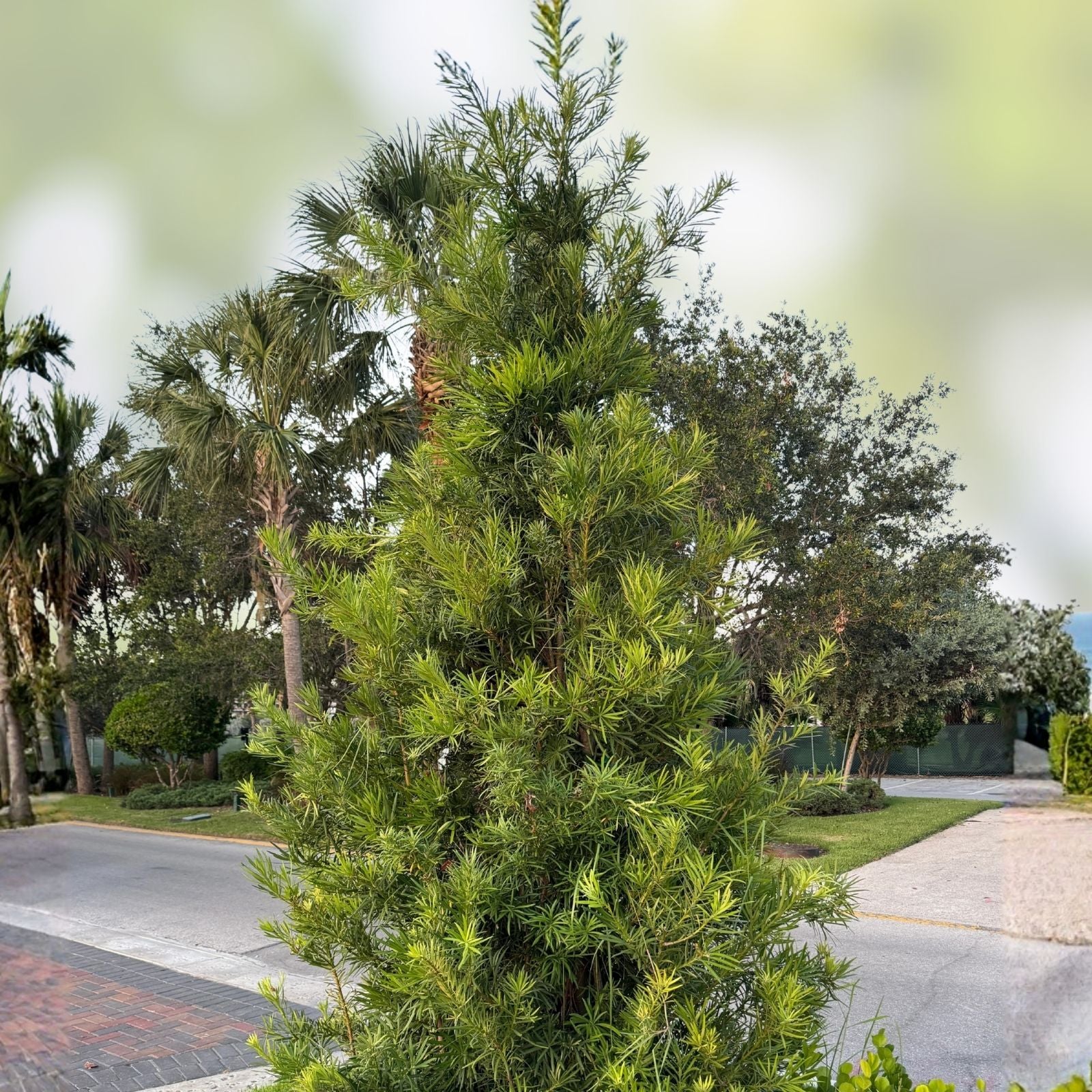 Podocarpus Macrophyllus Cuttings - Japanese Yew Bush Maki Evergreen - 10 Live Plant Cuttings for Gardening - Fresh Stock