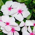 Vinca Seeds 100 Count Hotlik Orchid Eye Vinca rosea Annual Flowering Plant for Garden Landscaping