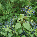 Arrowwood Viburnum Shrub Live Plant 8-12 Inches Bare Root Ornamental Bush Viburnum dentatum