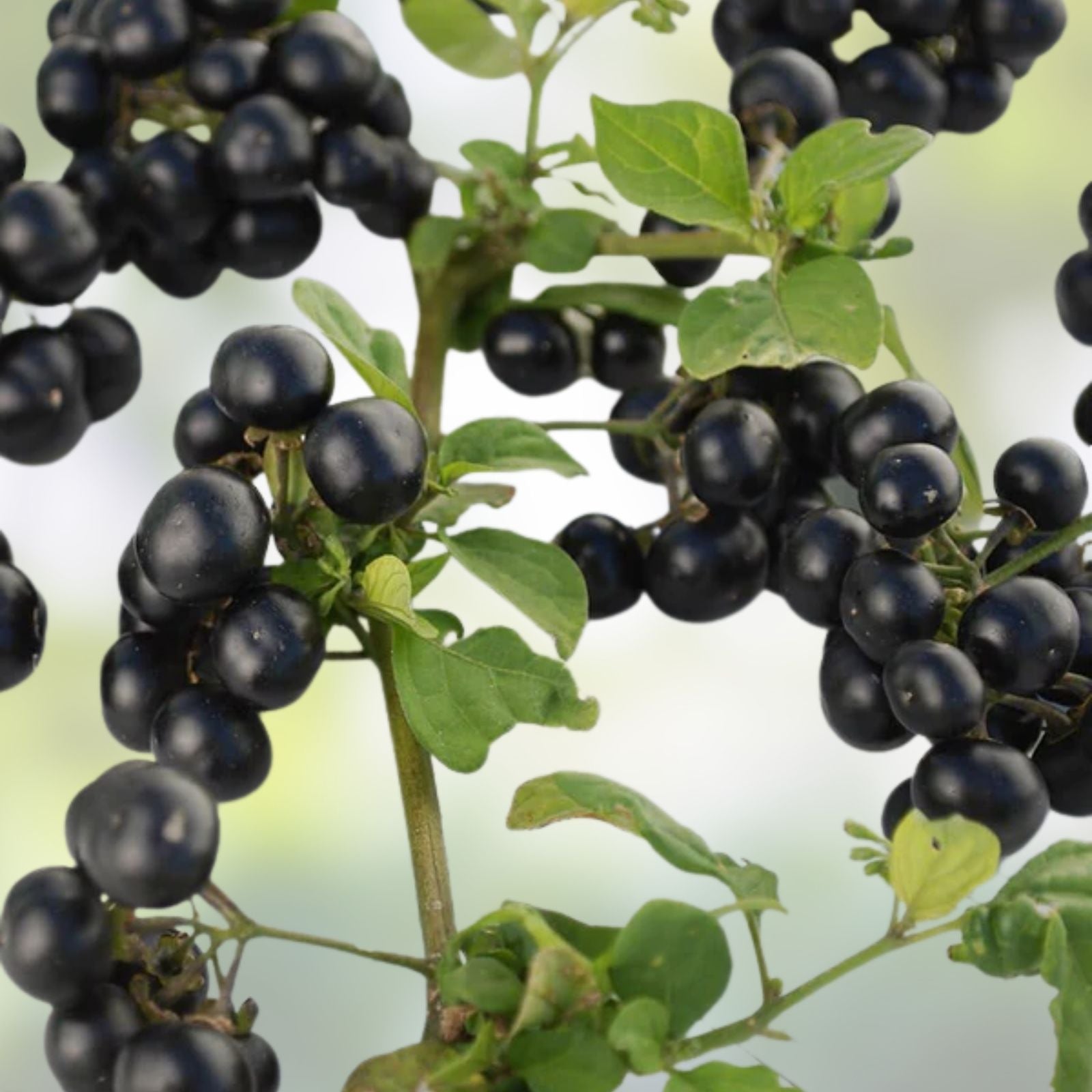 Huckleberry Seeds for Planting 30 Non-GMO Fruit Seeds Vaccinium spp. Berry Bush Garden Seeds