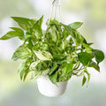 Marble Pothos Cuttings 4 Pack Epipremnum aureum Indoor Plant Starter Live Propagation Houseplant
