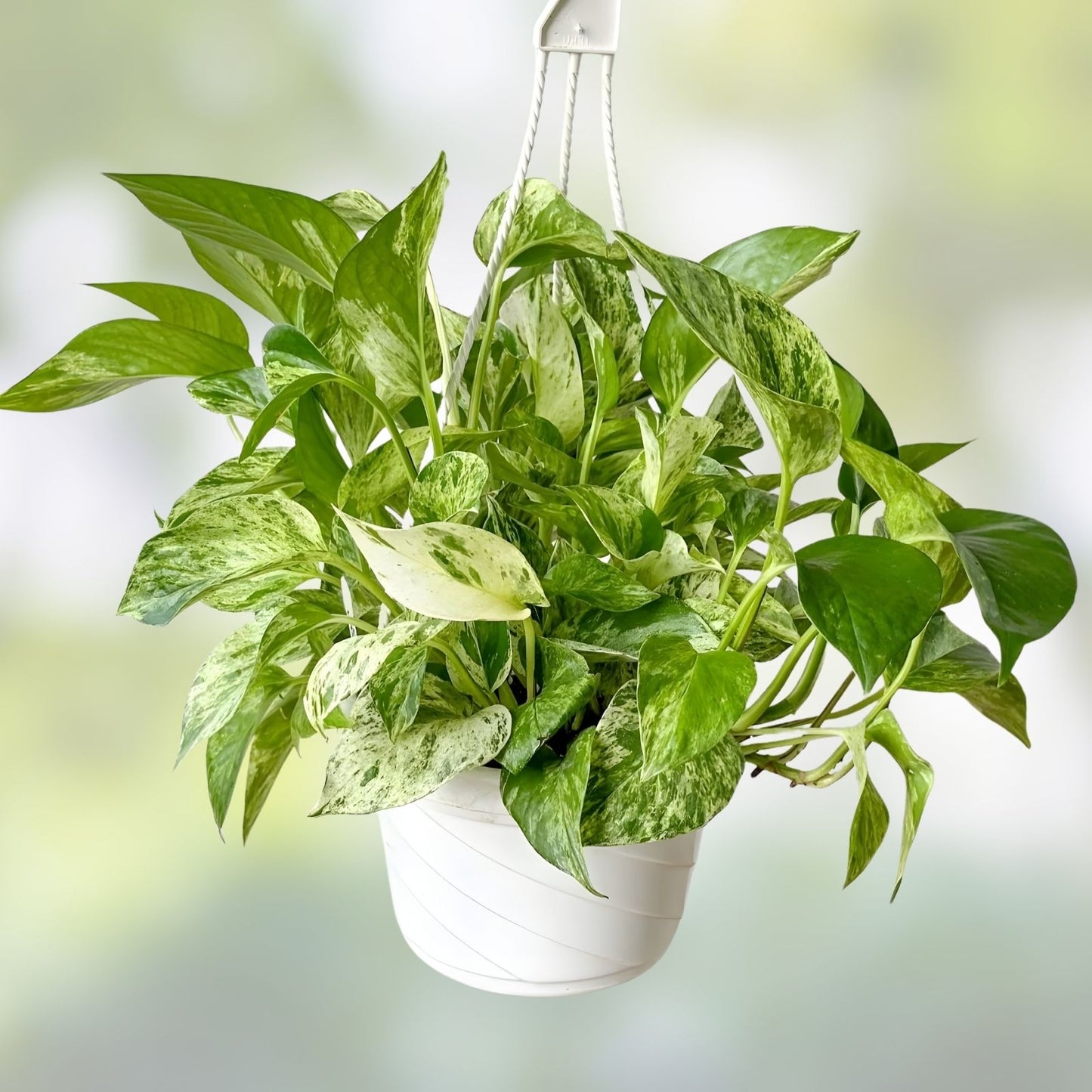 Marble Pothos Cuttings 4 Pack Epipremnum aureum Indoor Plant Starter Live Propagation Houseplant