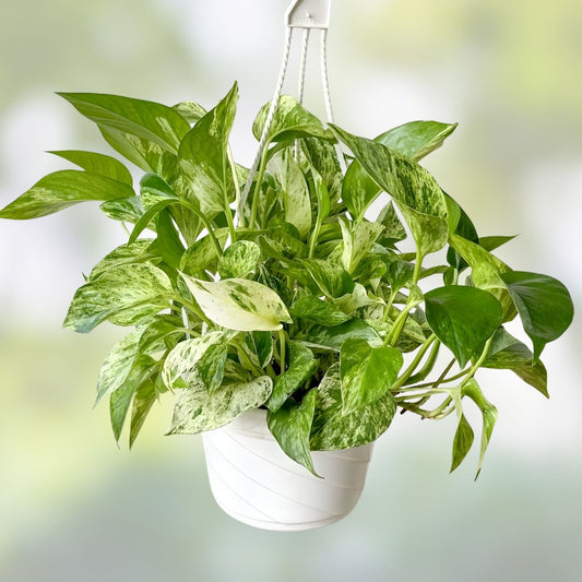 Marble Pothos Cuttings 4 Pack Epipremnum aureum Indoor Plant Starter Live Propagation Houseplant