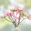 Desert Rose Cuttings - Pink Adenium obesum Succulent Propagation Plant - Fresh Live Cuttings for Gardening