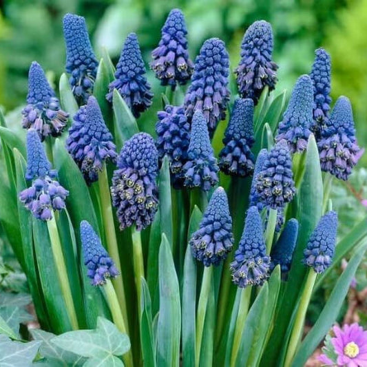 Grape Hyacinth Bulbs 10-Pack Blue Muscari armeniacum Spring Flowering Bulbs for Garden Decor