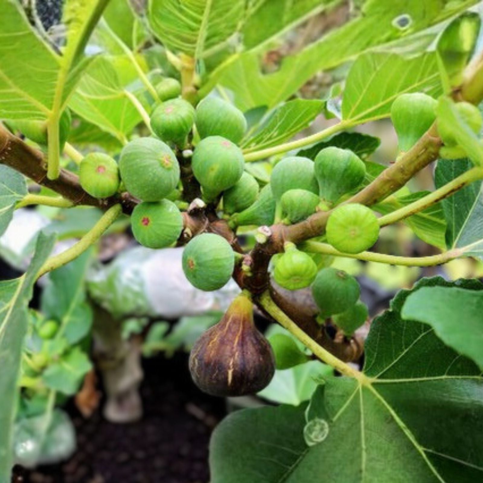 Black Madeira Fig Cutting – Unrooted Ficus carica 'Black Madeira' – Live Fig Plant, Starter, Bare Root, Houseplant, Garden Plant