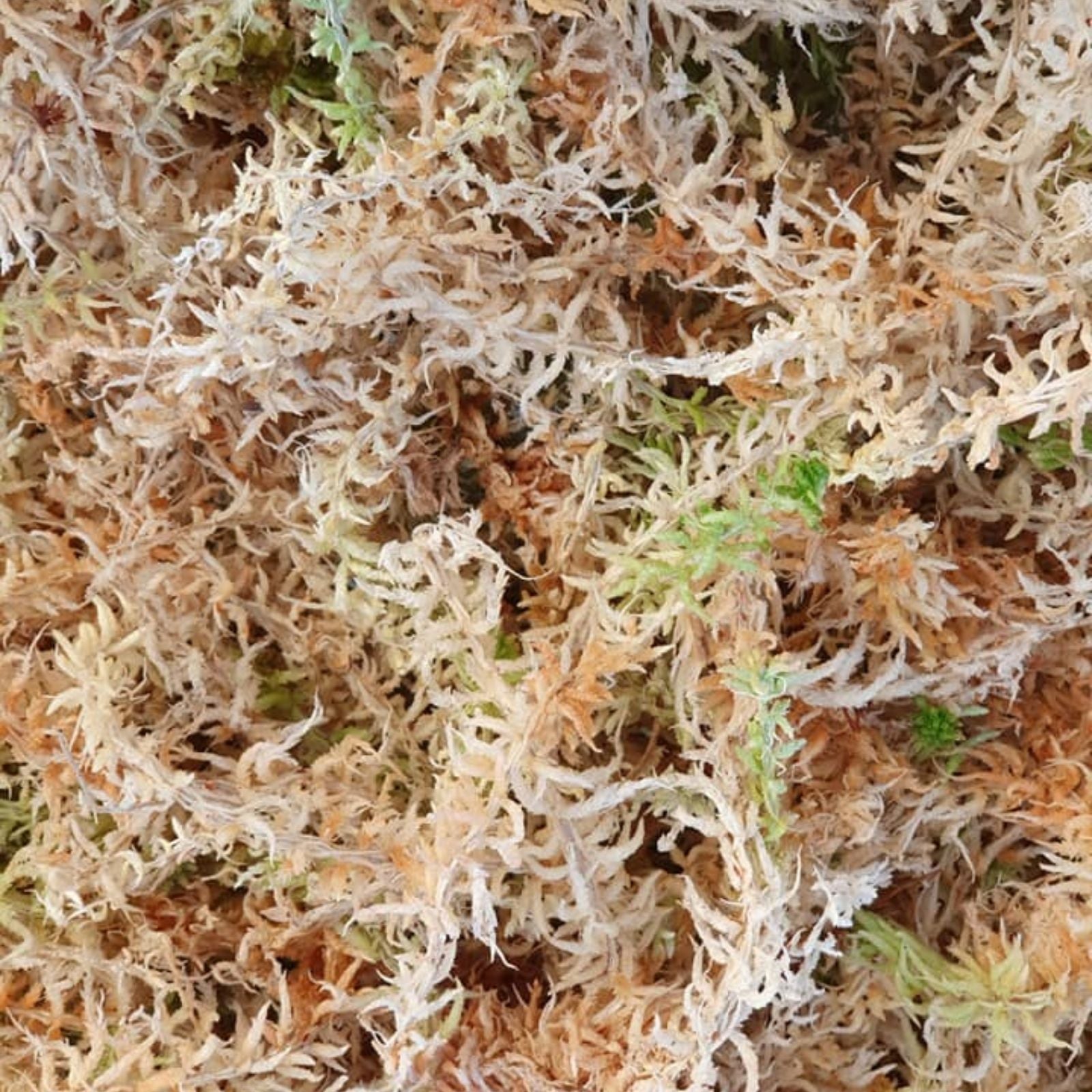 Sphagnum Moss 3 Oz for Orchids, Dried Long Fiber Peat Moss, Horticultural Growing Medium, Plant Care Supplies
