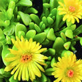 Ice Plant Cuttings 5x6" Yellow & White Ground Cover Succulents Delosperma cooperi Live Plant Starter