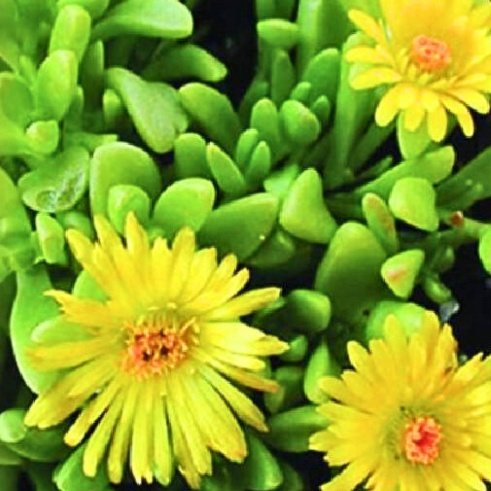 Ice Plant Cuttings 5x6" Yellow & White Ground Cover Succulents Delosperma cooperi Live Plant Starter