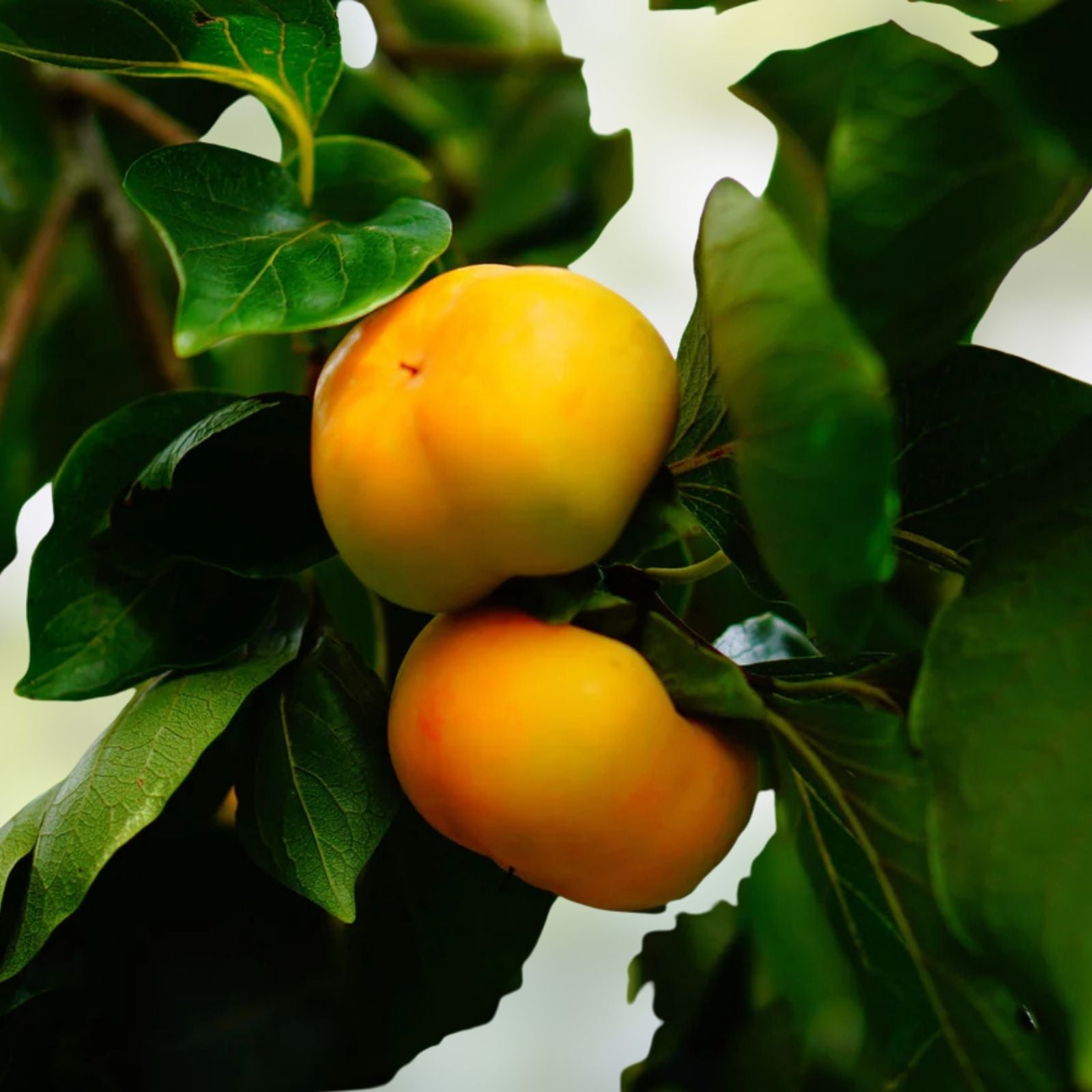 Persimmon Seeds 5 Pack Diospyros virginiana Native Edible Fruit Tree Seeds Starter Plant