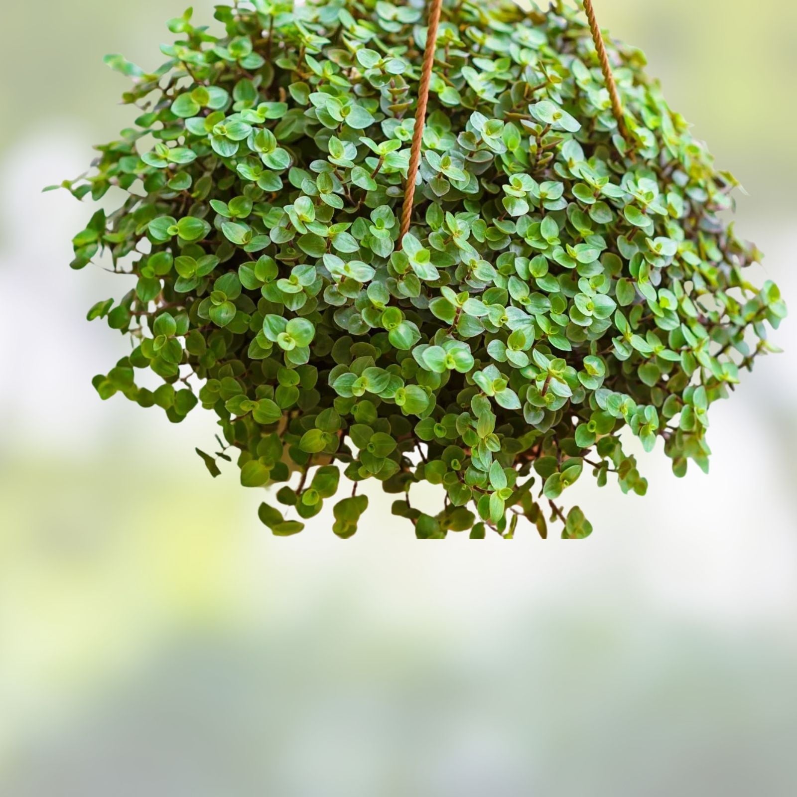 Turtle Vine Cuttings Callisia Repens Creeping Plant Starter Live Indoor Houseplant 7 Inch Propagation