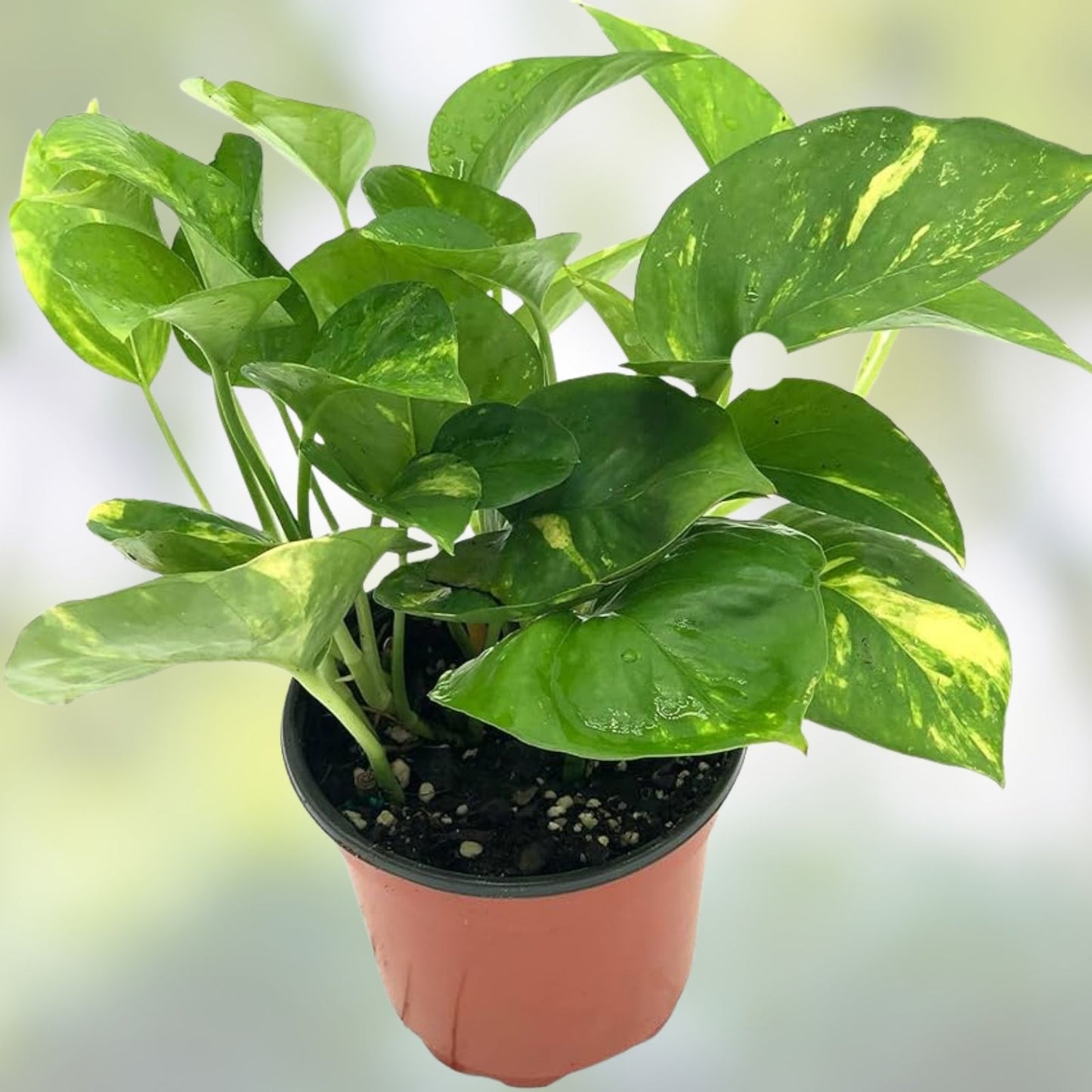 Live Pothos Cuttings 6 Pack Epipremnum aureum Indoor Houseplants Easy Care Green Starter Plants