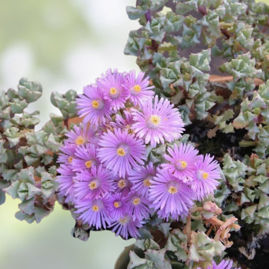 Ice Plant Cuttings Vygie Violet Lampranthus deltoides Succulent Starter Plant for Indoor Outdoor Gardening