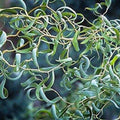 Bonsai Tree Cutting, Thick Trunk Dragon Willow, Fast Growing Indoor Outdoor, Salix Matsudana, Easy to Grow
