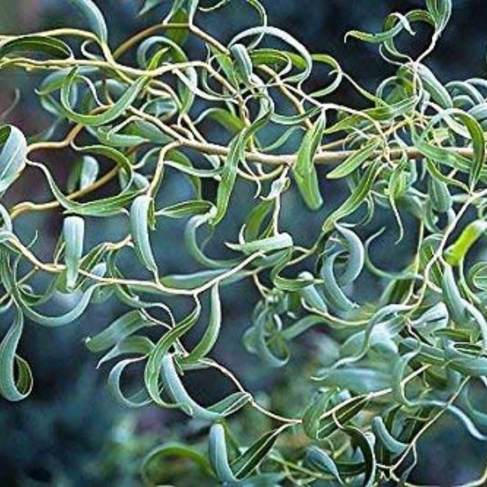 Bonsai Tree Cutting, Thick Trunk Dragon Willow, Fast Growing Indoor Outdoor, Salix Matsudana, Easy to Grow