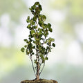 Japanese Cherry Blossom Bonsai Seeds - 10 Prunus serrulata Exotic Seeds for Gardening and Bonsai Cultivation