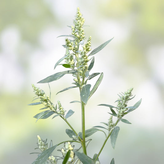 Lambsquarters Seeds 100 Pack Organic Edible Greens Vegetable Garden Planting Chenopodium album Bare Root Starter Plant