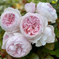Floribunda Rose Cuttings Earth Angel Rosa 'Earth Angel' 6" Live Plant Starter Bare Root Houseplant