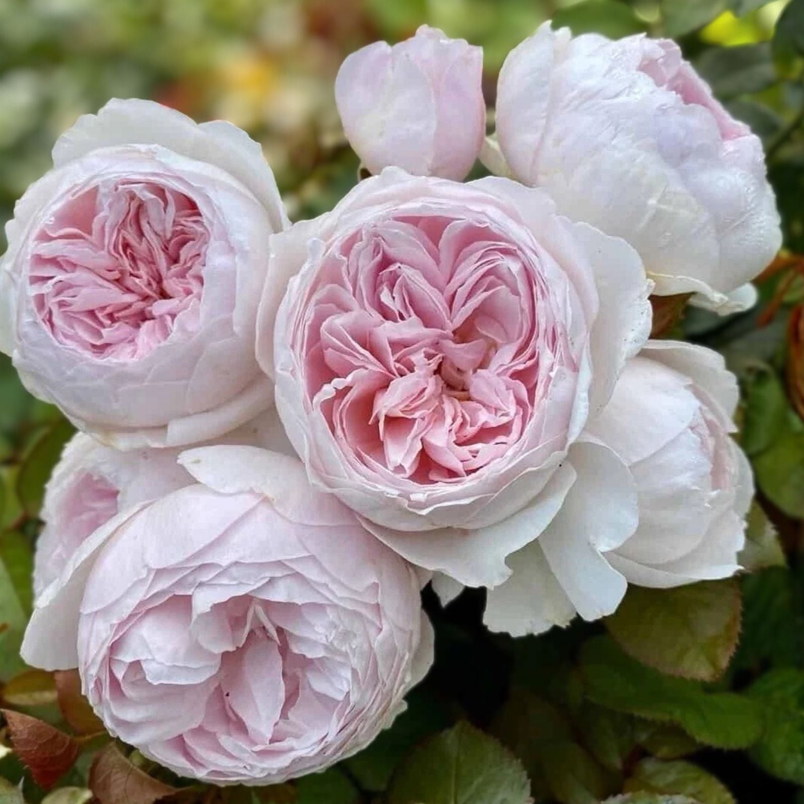Floribunda Rose Cuttings Earth Angel Rosa 'Earth Angel' 6" Live Plant Starter Bare Root Houseplant
