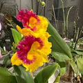 Cattleya Orchid Seedling 5 Bare Root Plant - Tropical Flowering Houseplant - Exotic Orchid - Fresh Stock