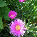 Ice Plant Cuttings 6 Pack, Purple Pink Succulent, Ground Cover, Delosperma spp., Live Plant, Starter Plant