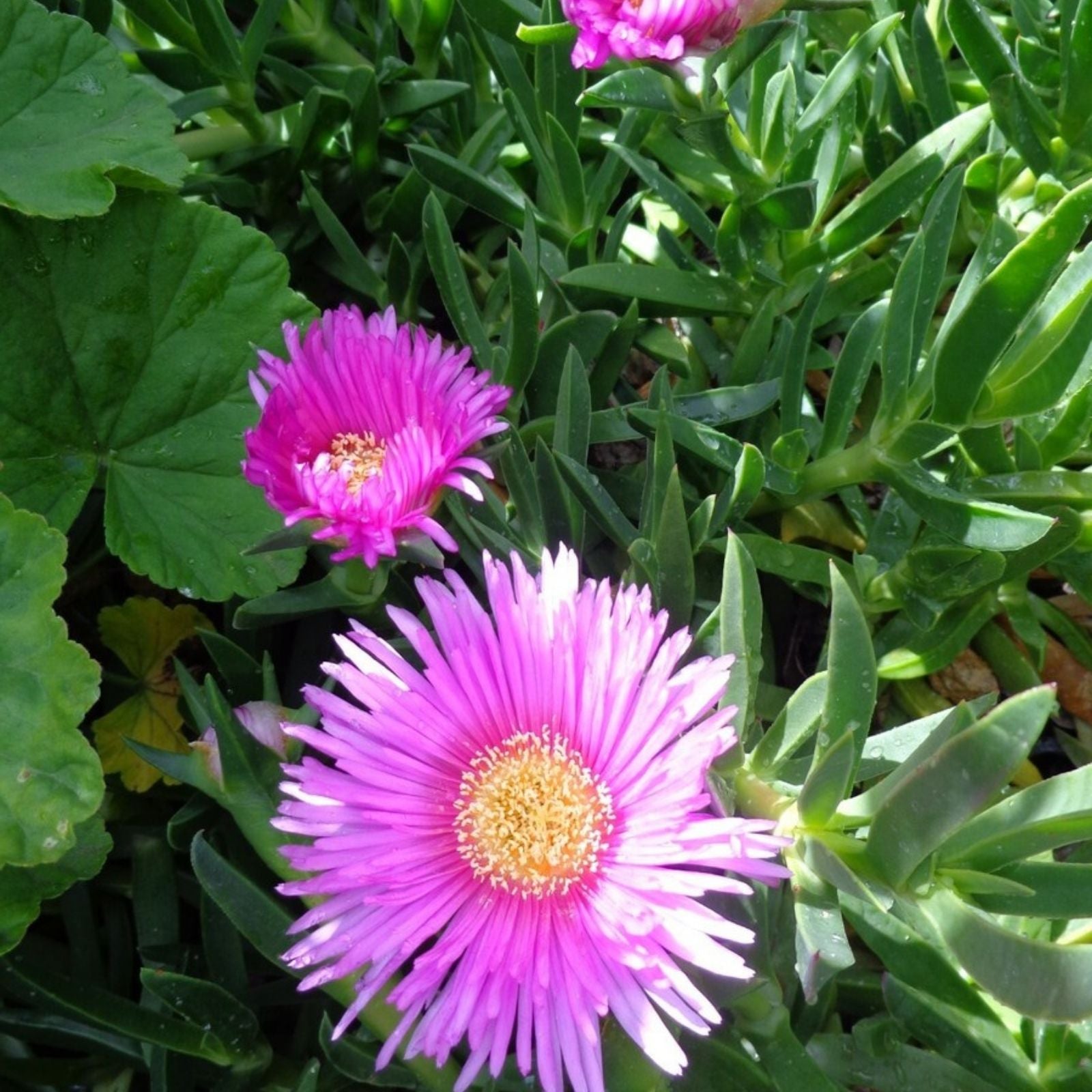 Ice Plant Cuttings 6 Pack, Purple Pink Succulent, Ground Cover, Delosperma spp., Live Plant, Starter Plant