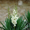 Yucca filamentosa Live Bare Root Plant 12 Inches Drought Tolerant Landscape Shrub Houseplant