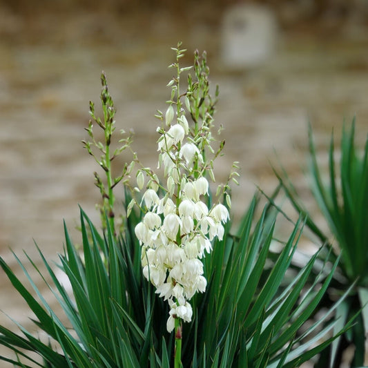 Yucca filamentosa Live Bare Root Plant 12 Inches Drought Tolerant Landscape Shrub Houseplant