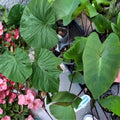 Taro Ti Laulau Box Set Colocasia esculenta & Cordyline fruticosa Hawaiian Live Plants 4-inch Pots