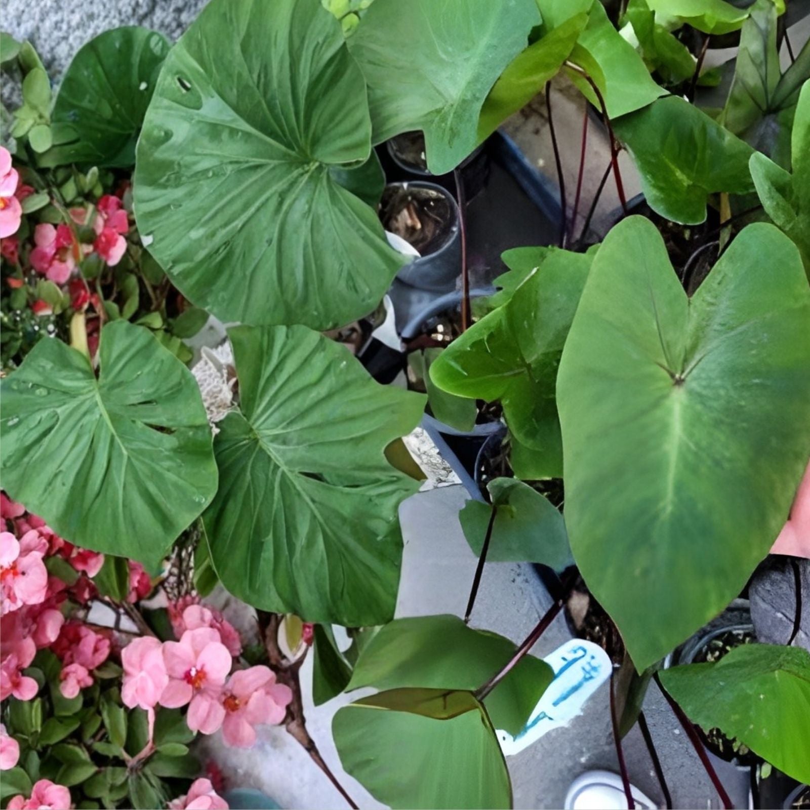 Taro Ti Laulau Box Set Colocasia esculenta & Cordyline fruticosa Hawaiian Live Plants 4-inch Pots
