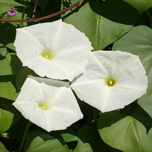 Moonflower Seeds 50 Count – Night-Blooming Reflective Ipomoea alba Seeds for Garden, Pollinator Attracting, Fragrant Flowers, Fast Growing